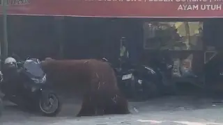 Orang Utan Solo Safari Kabur, Malah Mampir ke Warung Ayam Goreng