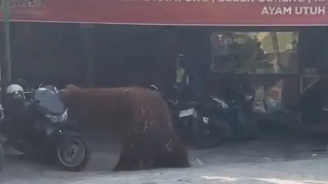 Orang Utan Solo Safari Kabur, Malah Mampir ke Warung Ayam Goreng