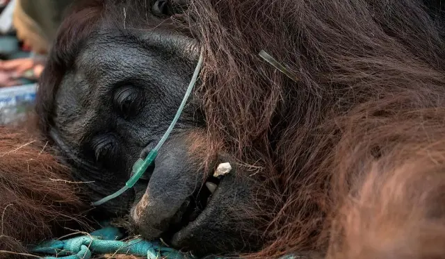 Sempurna, Orangutan yang Sempat Diselamatkan dari Kabut Asap Kalimantan, Akhirnya Menghembuskan Napas Terakhir