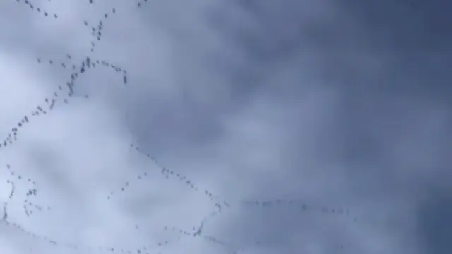 Video Gerombolan Burung Terbang di Langit Berawan Viral, Warganet Kaitkan dengan Mitos Pertanda Bencana