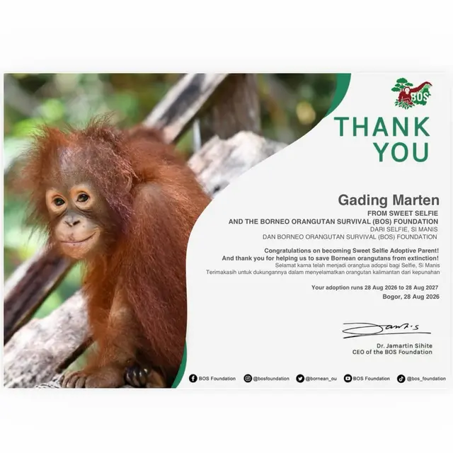 Gading Marten adopsi bayi orangutan Selfie