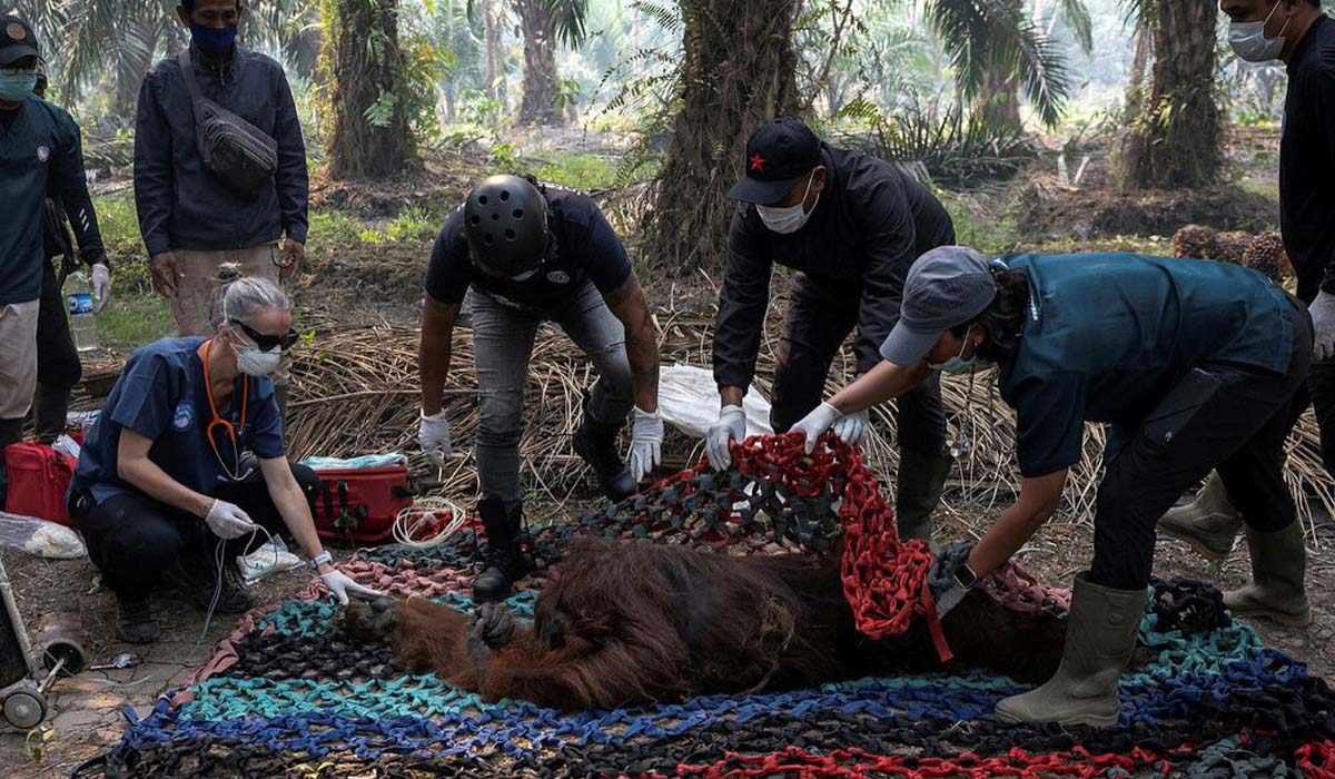 orangutan diselamatkan kebakaran hutan