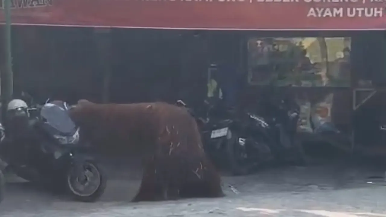 Orang Utan Solo Safari Kabur, Malah Mampir ke Warung Ayam Goreng
