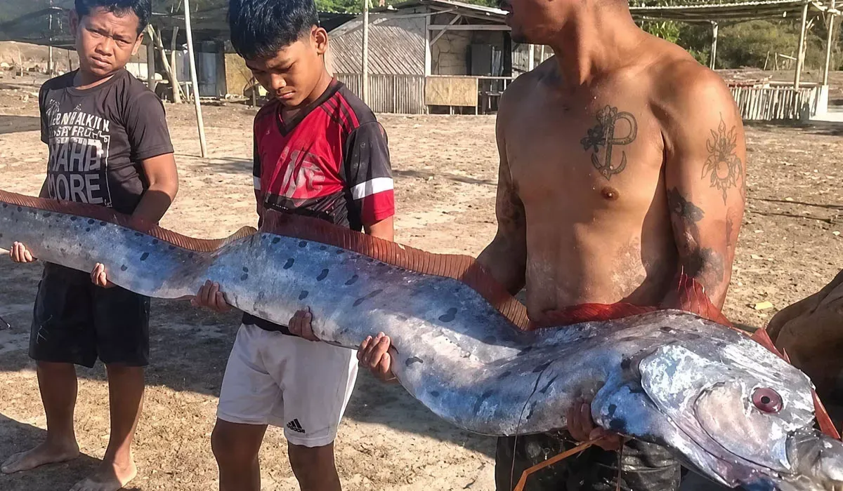 Ikan Oarfish 'Kiamat' 4 Meter Terdampar Mati di Pantai Pink Lombok