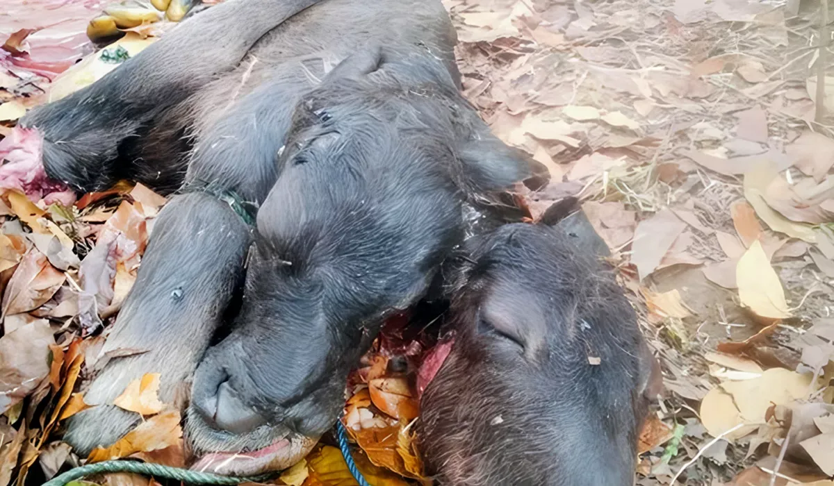Kerbau di Manggarai Barat Melahirkan Anak Kembar Siam Berkepala Dua