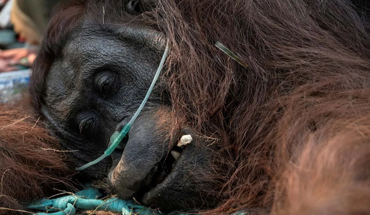 Ditemukan Sekarat di Kebun Sawit, Orangutan Bernama Sampurna Ini Jadi Korban Kabut Asap Kalimantan
