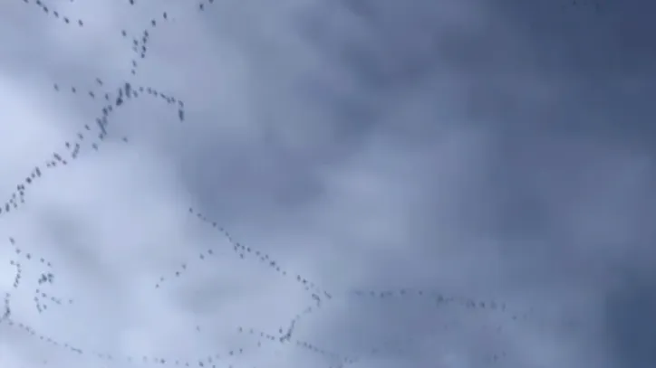 Video Gerombolan Burung Terbang di Langit Berawan Viral, Warganet Kaitkan dengan Mitos Pertanda Bencana