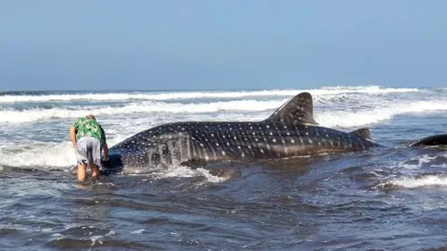 Satwa Laut Jumbo Terdampar di Jembrana, Diduga Hiu Paus