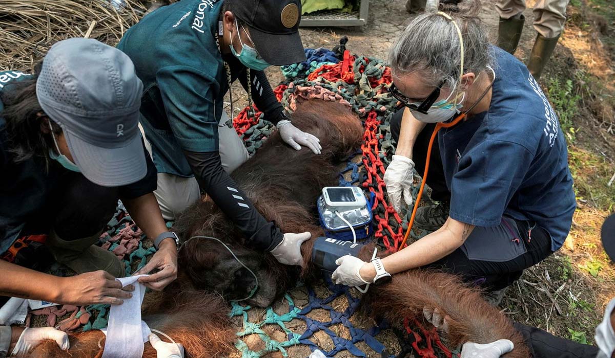 orangutan diselamatkan kebakaran hutan